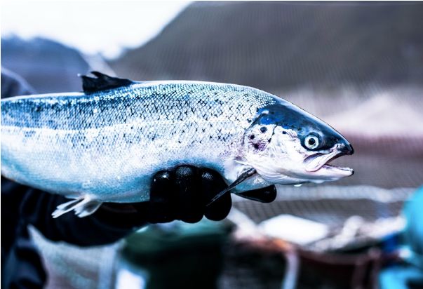 El alimento de Escocia ayudó a Cook a producir el primer salmón orgánico de Chile