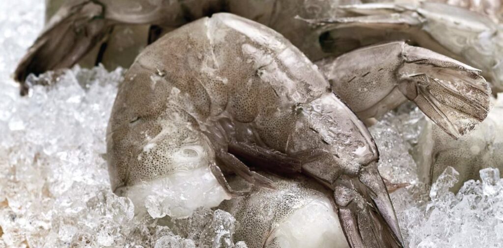raw shrimp on ice