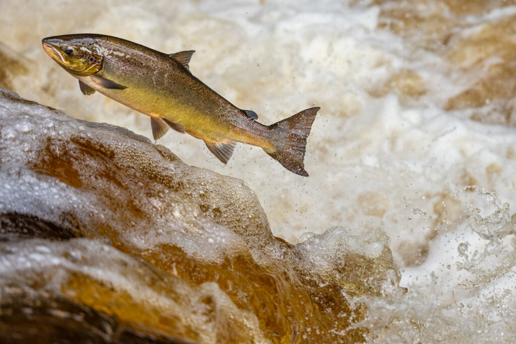 wild salmon leaping upstream