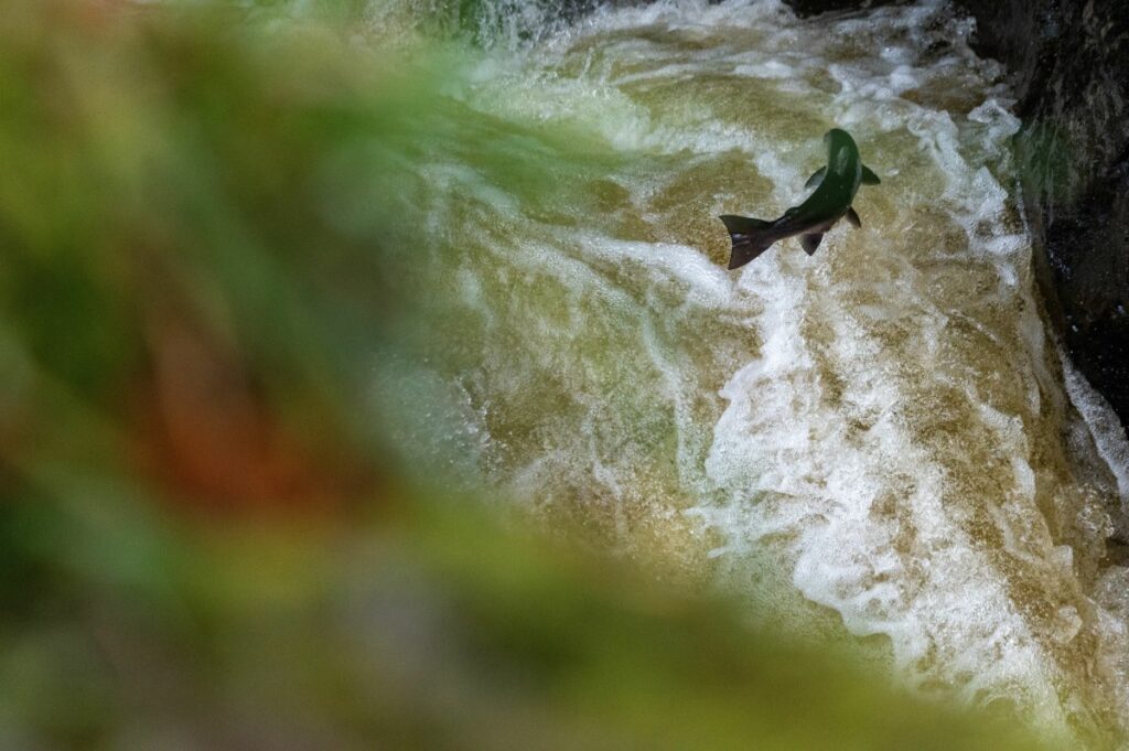 Wild salmon leaping out water