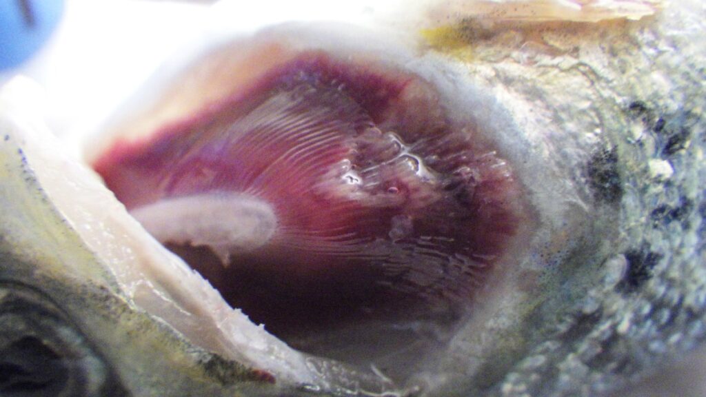 Atlantic salmon with gill lesion caused by Tenacibaculosis