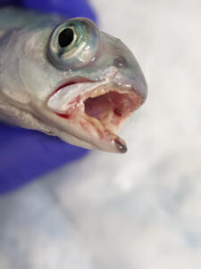 Atlantic salmon with mouth erosion caused by Tenacibaculosis