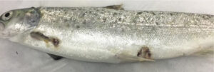 Atlantic salmon with ulcerative skin lesions caused by Tenacibaculosis