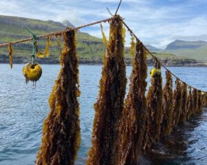 Seaweed in the ocean, Faroe Islands