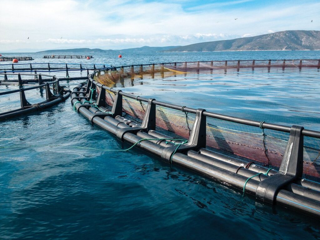 Ozone technology in fish farming process