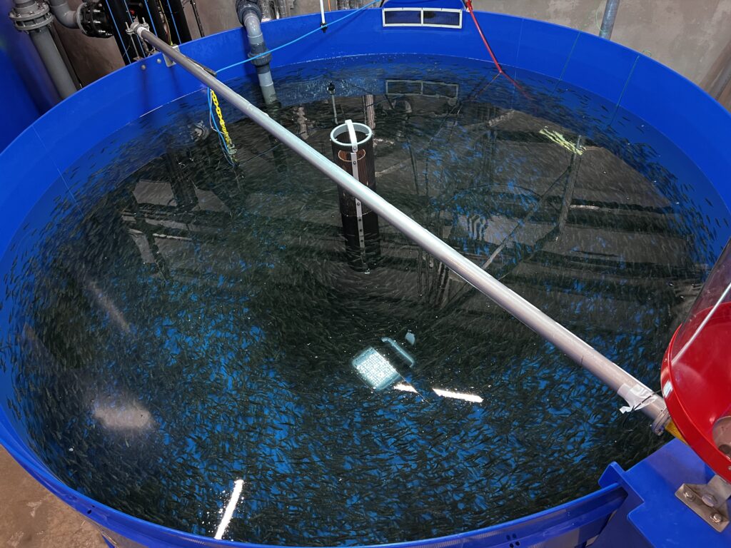Fish in tank at Proximar's Oyama farm, Japan