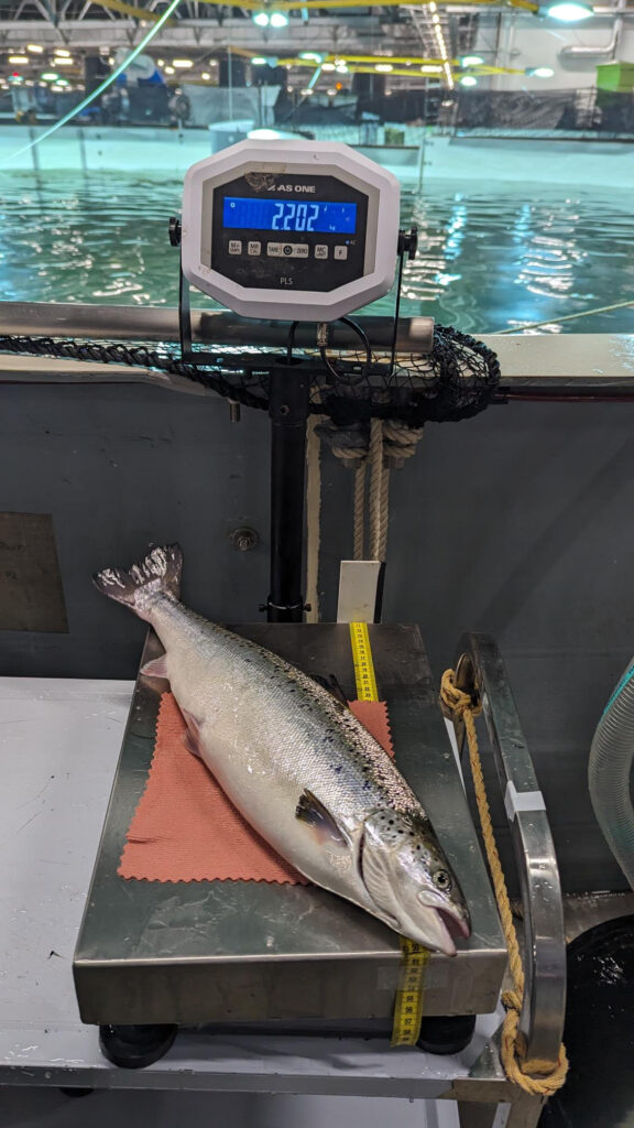 salmon on weighing scales