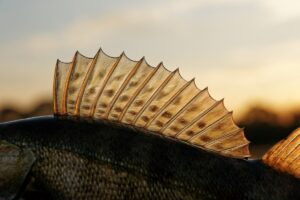 Pike-perch or walleye