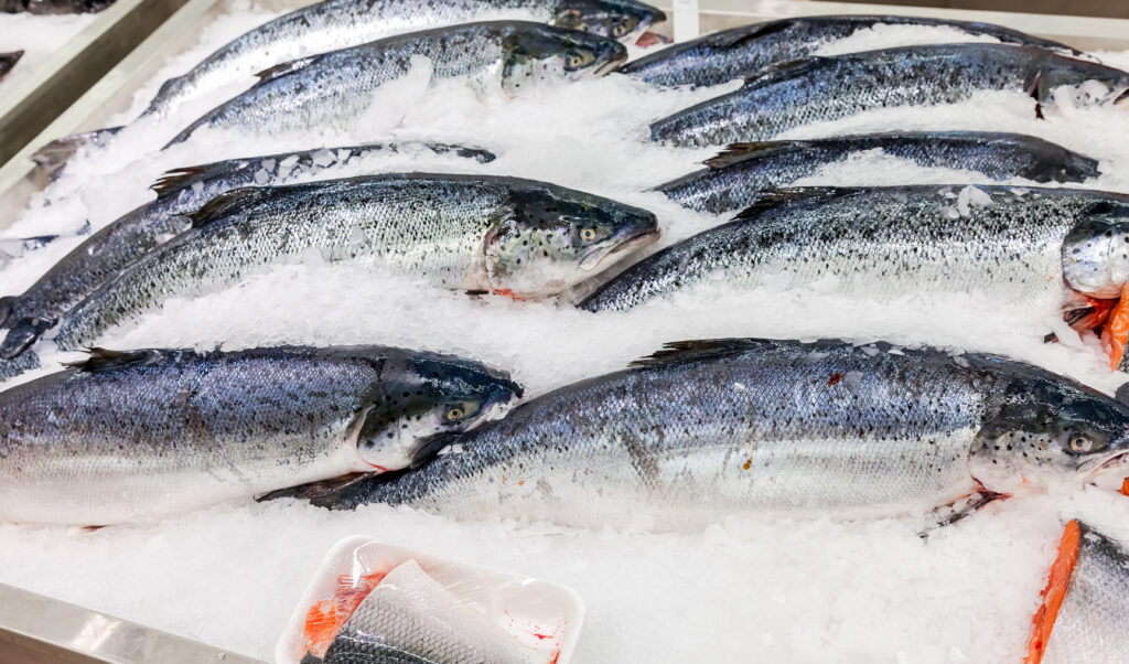 Fresh Norwegian salmon on ice ready for sale