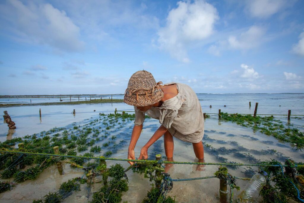 Farmer collecting seaweed plantations at seaweed farm in Nusa Penida, Indonesia