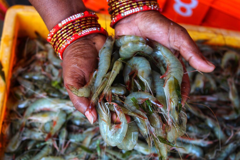 woman's hands, with bangles, holding shrimp