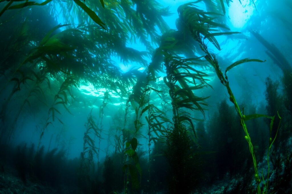 Wild kelp bed California