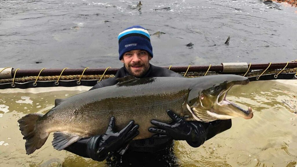 man holds large salmon